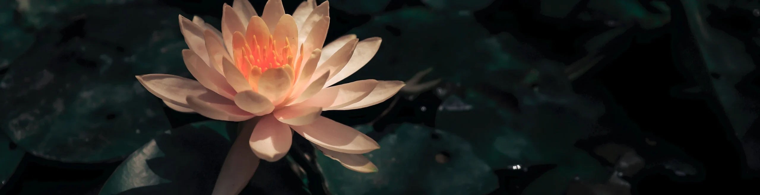 image de zen attitude d'un lotus pour les Abonnements yoga à la Réunion