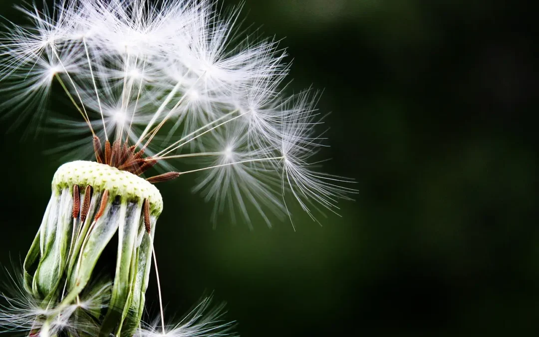 Image d'une plante sous un flux de vent pour schématiser la respiration